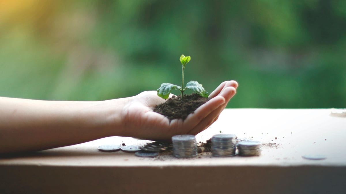 स्मॉल कैप फण्ड का प्रतिनिधित्व करता एक छोटा पौधा।